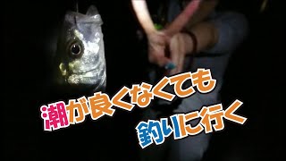 【夜の海釣りを楽しむ】長潮は釣れにくいらしいので夜釣りに行ってみた結果　＃夜釣り堤防　＃夜釣り漁港　＃セイゴ　＃サッパ　＃ボラ