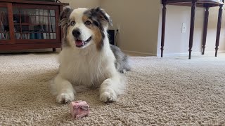 Raw Beef Marrow Bones【Australian Shepherd】