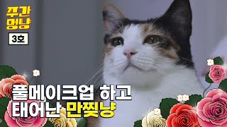 [주간멍냥 vol.3] 공주마마 하루 | 여봐라 집사야~ 밥을 대령하거라~🐈