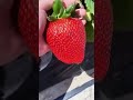 strawberry big size