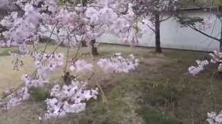 東京桜散歩　目黒区　菅刈公園　ヤエベニシダレ（八重紅枝垂）の桜　2014.4.2 Sugekari Park