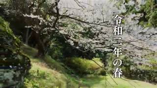 ドローン映像　長崎ばーどアイ４K　七ツ釜の桜