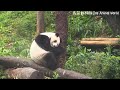 圓仔邊伸展邊磨指甲，圓仔姿勢好多🤣 熊貓貓熊the giant panda yuan yuan and yuan bao 台北市立動物園