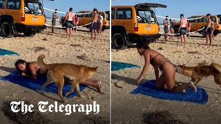 Dingo bites sunbathing tourist in Australia