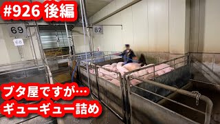 #927 理想は…毎週肉豚このくらい出荷できたらなあ…🚚🐽