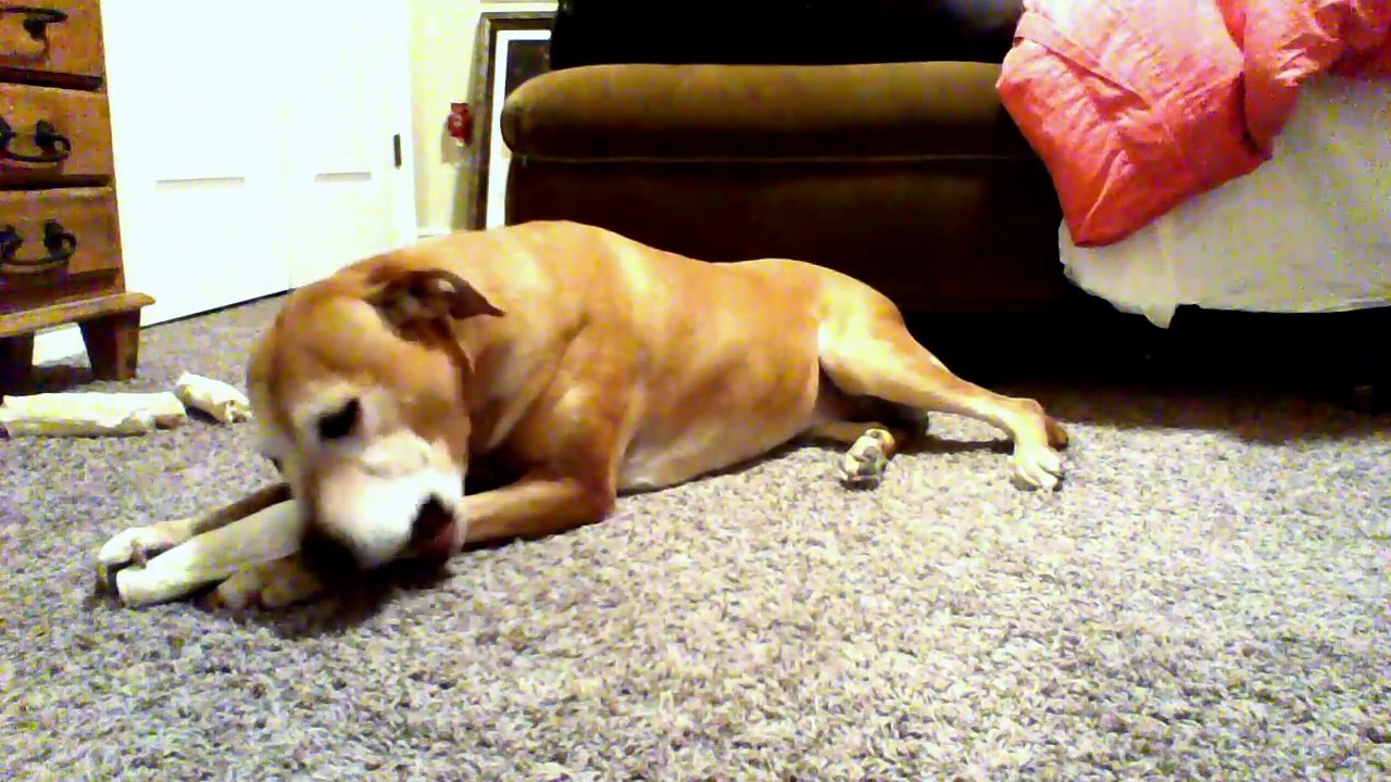 Asmr Dog Chewing Rawhide Bone 2 Youtube