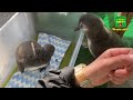 【蔵出し初公開】ケープペンギンのヘチマ成長まとめ