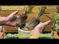 ガイラルディアを使って夏の庭を彩る寄せ植え！【寄せ植え道場】