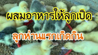 ผสมอาหารเลี้ยงลูกเป็ด ลูกห่านแรกเกิด 🐣❤️