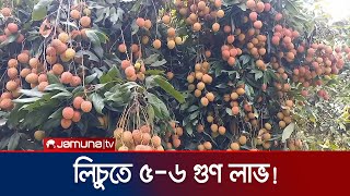 রসালো ও সু-স্বাদু মানেই রাজবাড়ীর লিচু | Rajbari Lichi Cultivation| Jamuna TV