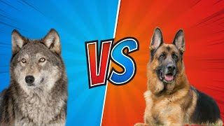 The Untold Truth: Wolves vs. Dogs Revealed!