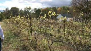 Pioneer Valley Vineyard - Over Six Generations of Farming in Massachusetts