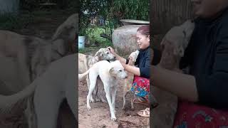 Experience, breeding dogs 10 years