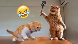 The most DRAMATIC cat ever 😹 Best Funny Cats videos 2024