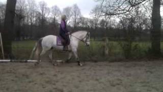 Young P.S. Lusitano stallion, Balance  Daily training.Difficulties and re finding!!AURIFERO LUSITANO