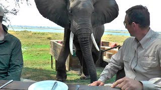 Случаи, Когда Слоны Напомнили Туристам, Что Лучше Оставаться в Машине
