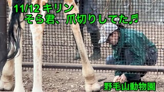 11/12 野毛山動物園キリンのそら君♬ 削蹄！