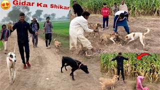 Happy New Year Par Gidar Ka Shikar Kia😍|| Dangerous Shikar Par Dog Zakhmi Hogy😱