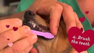 Choose The Right Animal Hospital for Your Pet