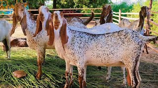 مکھی چینی راجنپوری ابلک  بیتل بکریوں کی نیو نیو ویڈیو خوش نصیب پہلے پائیں  Goat farming in pakistan