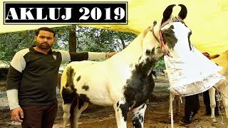 AKLUJ HORSE MARKET 2019 || MOHAMMAD ASIF