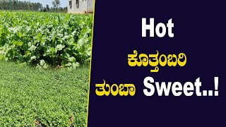 ಬೇಸಿಗೆಯ ಬಿಸಿಲಿನಲ್ಲೂ ಬಾಡದ ಕೊತ್ತಂಬರಿ | Low investment agriculture #coriandercultivation