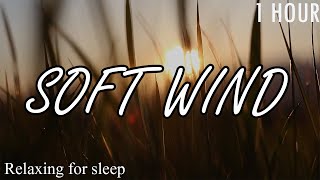 Relaxing Wind Sound In Rice Field - Nature For Sleep | บรรยากาศเสียงลมหนาวกับต้นข้าวในตอนเช้า