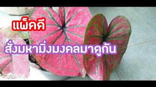 สั่งบอนสีทางออนไลน์มิ่งมหามงคลมาดูกันคุ้มไหม🌺🌺