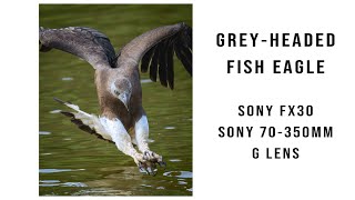 Grey-headed fish eagle and the Sony FX30