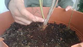 Blueberry Bonsai Tree February 2020