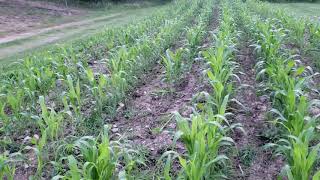 Small Scale Sweet Sorghum Production: Introduction