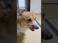 コーギーの鼻にヨーグルトつけてみたよ corgi dog コーギー いぬのいる暮らし