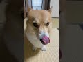 コーギーの鼻にヨーグルトつけてみたよ corgi dog コーギー いぬのいる暮らし