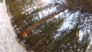 Timber Falling, Lodgepole Pine, Stihl MS660  2014 Fall and Burn