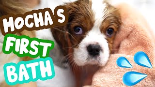 MOCHA’S FIRST BATH 🐶 رفتیم آب بازی