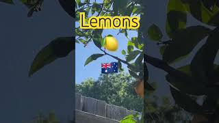 Juicy Lemons 🍋 🇦🇺 Fresh Tasmanian Australia 🇦🇺 #fruit  #shorts #australia #reels #hobart