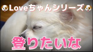 登れないんだよ〜#ロングコートチワワ#犬#動物