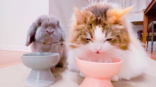 うさぎと猫が並んで食べる姿が可愛すぎた！4猫とうさぎの暮らし🏠