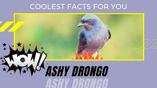 Ashy Drongo facts 🦜 distributed across South and Southeast Asia