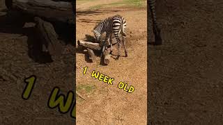 baby zebra #shorts #animals