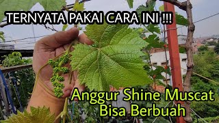 Anggur Shine Muscat Bisa Berbuah Pakai Cara Ini