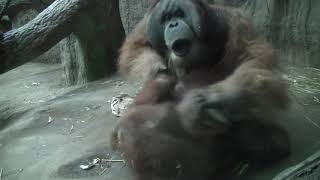 Orang-Utan Fight between Father (Bimbo) and son (suaq)