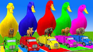 5 Giant Duck Cartoon,Cow,Elephant,Tiger,Lion,Dinosaur,Paint Wild Animals Crossing Fountain Animation