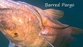 -SPEARFISHING MEXICO-Day 2: Grouper, Pargo, Sea Lions \u0026 a World Record