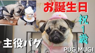 愛犬パグ♀１歳のお誕生日を盛大にお祝いしました♪