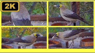 New bird species on feeder: Wattled starling (Creatophora cinerea)