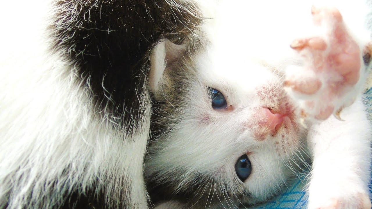 Cute Baby Kittens Beloved Grandma Youtube