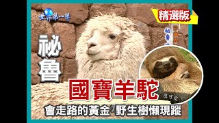 【祕魯】國寶神獸草泥馬 羊駝剪毛儀式（巧遇樹懶寶貝 / 介紹 4 種品種羊駝）｜《世界第一等》188集小馬精華版