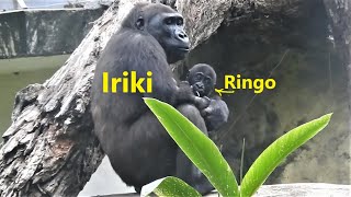 Iriki媽 Ringo 20211029-15:23 金剛猩猩 D'jeeco family TaipeiZoo Gorilla