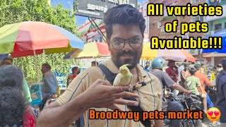 Chennai Broadway Pet Market latest video| Buy \u0026 Sell any Pets Here | Mannady Kozhi Market | #petvlog